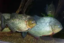 Photo de deux piranhas vus de côté.