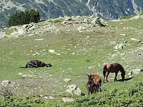 Karakatchans dans le Parc national du Pirin