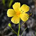 Fleur brévistylée de Piriqueta cistoides subsp. caroliniana dans la zone naturelle de Juno Dunes (Comté de Palm Beach, Floride)