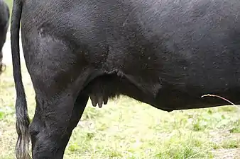 Les mamelles et le ventre d'une vache d'Hérens.