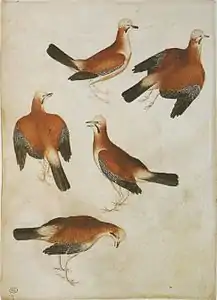 Cinq geais des chênes,Pisanelloaquarelle, plume et encre brune, XVe siècle.