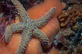 Pisaster giganteus