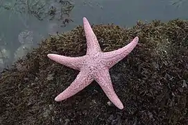 Pisaster brevispinus