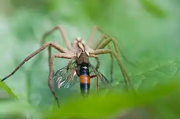 Pisaura mirabilis en prédation