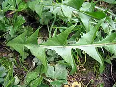 Détail d'une feuille de pissenlit, Taraxacum sp.