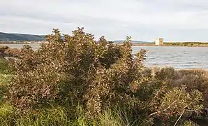 Pistacia terebinthus, un pistachier térébinthe en bordure d'un salin