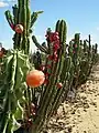 Cereus repandus