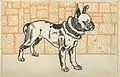 Pitbull Terrier, lithographie (1912)