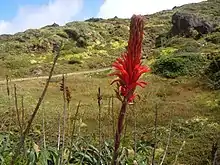 Pitcairnia bifrons, à la Soufrière (Guadeloupe).