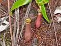 Nepenthes gracilis