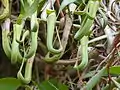 Nepenthes albomarginata