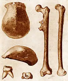 Pithécanthrope découvert par E. Dubois