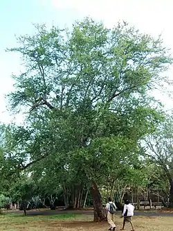 Tamarin d'Inde, allure générale d'un arbre en forêt de l'Étang-Salé