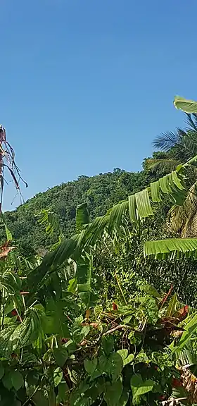 Piton de Deshaies vu de Caféière