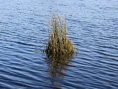 Juncus effusus, (Juncaceae).