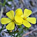 Fleur brévistylée de Piriqueta cistoides subsp. caroliniana