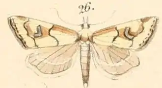 Diptychophora lepidella