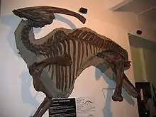 Squelette incomplet du spécimen type de Parasaurolophus walkeri à Varsovie.