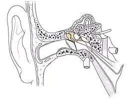 Place de la chaîne des osselets dans l'oreille.