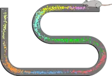 Modes de tir spatial de 8 cellules de lieu enregistrées à partir de la couche CA1 d'un rat. Le rat allait et venait le long d'une voie surélevée, s’arrêtant à chaque extrémité pour manger une petite récompense de nourriture. Les points indiquent les positions où les potentiels d'action ont été enregistrés, les couleurs indiquant quel neurone a émis le potentiel d'action.