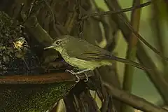 Description de l'image Placid Greenbul - Malawi S4E4473 (16864476090).jpg.