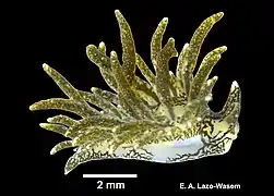 Placida dendritica, un Limapontiidae