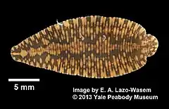 Description de l'image Placobdella parasitica (YPM IZ 065235).jpeg.