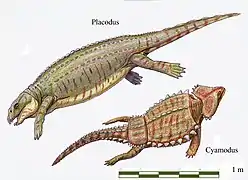 Placodus sp. &  Cyamodus sp. (Placodontia) †