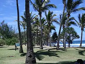 Vue de l'arrière-plage de Grande Anse avec à l'arrière-plan, entre les cocotiers, le piton de Grande Anse.