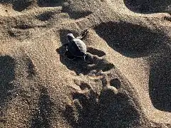 Jeune tortue verte émergeant de la plage de Moya.