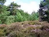 Landes dans le bois de Morrière, au site de la Pierre Monconseil, sur la commune de Plailly.