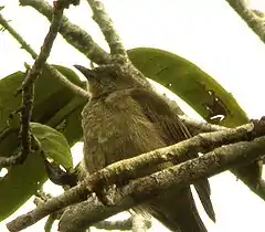 Description de l'image Plain honeyeater.jpg.