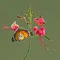 Un petit monarque à l'assaut d'un Caesalpinia pulcherrima f.rosea dans le jardin botanique de Singapour. Mai 2015.