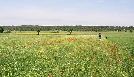 La plaine de Camelié.