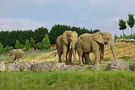 La plaine des éléphants.