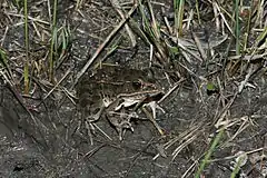 Description de l'image Plains Leopard Frog (Lithobates blairi).jpg.