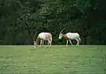 Oryx à Planète sauvage (44)