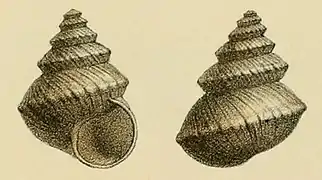 Dessin d'un spécimen de Guadeloupe, vue aperturale et dorsale, rattaché à la variété P. v. schrammi (Fisher 1858, pl. 7, fig. 7-8).