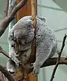 Koala.