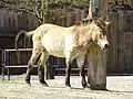 Cheval de Przewalski.