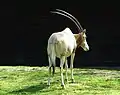 Oryx algazelle.