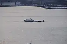 Photo montrant l'avion au milieu du fleuve Hudson, au centre de l'image, et l'arrivée d'un premier ferry à gauche de l'image, venant porter secours aux passagers, quelques minutes après l'amerrissage.