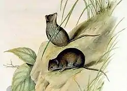 Description de l'image Planigale maculata - Gould.jpg.