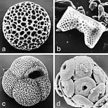 Plancton fossile