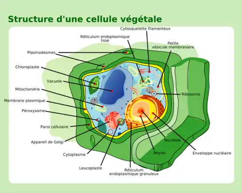 cellule végétale