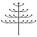 Tronc orthotrope et monopodial, rameaux latéraux plagiotropes et sympodiaux. Exemples : Terminalia et Bucida (en) (Combretaceae).