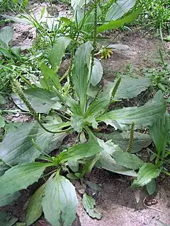 Description de l'image Plantago asiatica.jpg.