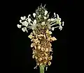 Fleurs de Plantago lanceolata