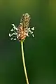 Fleurs de Plantago lanceolata