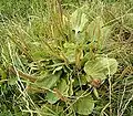 Grand plantain (Plantago major)